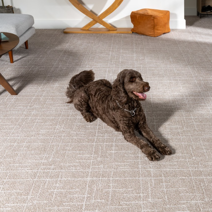 Dog on a pet friendly SmartStrand carpet in a family home
